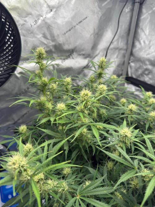 Strawberry Pie. Week 8