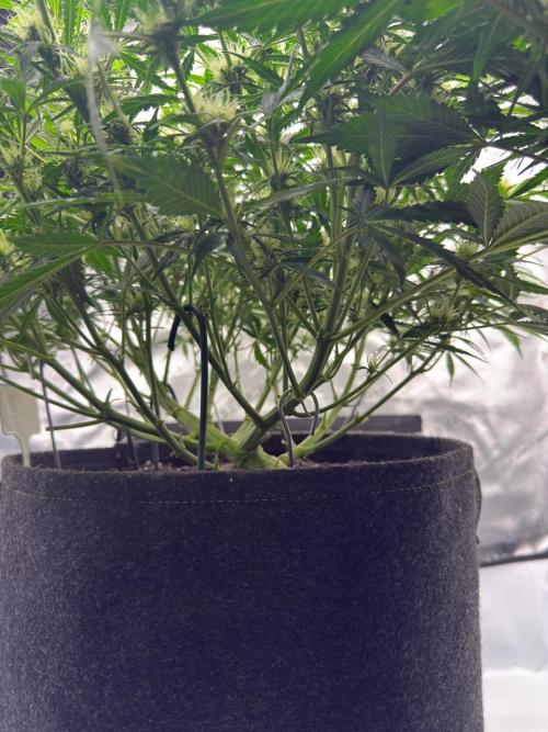 Strawberry Pie. Week 8