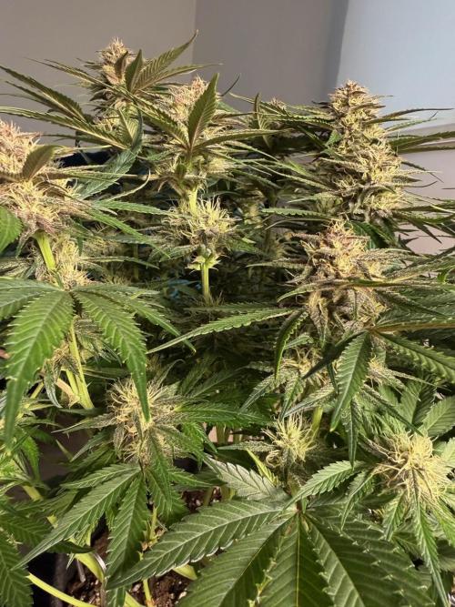 Cool Cookies. Week 9