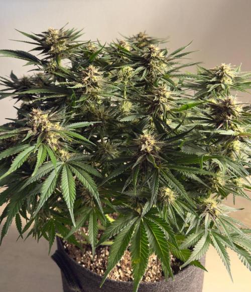 Cool Cookies. Week 9