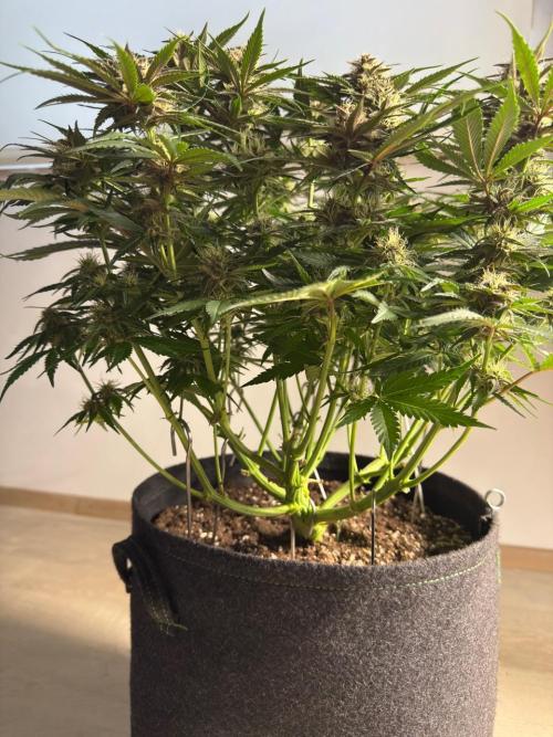 Cool Cookies. Week 9