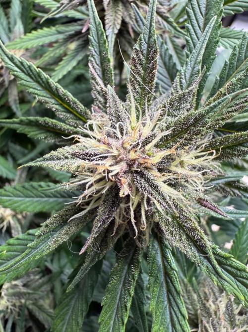 Cool Cookies. Week 9