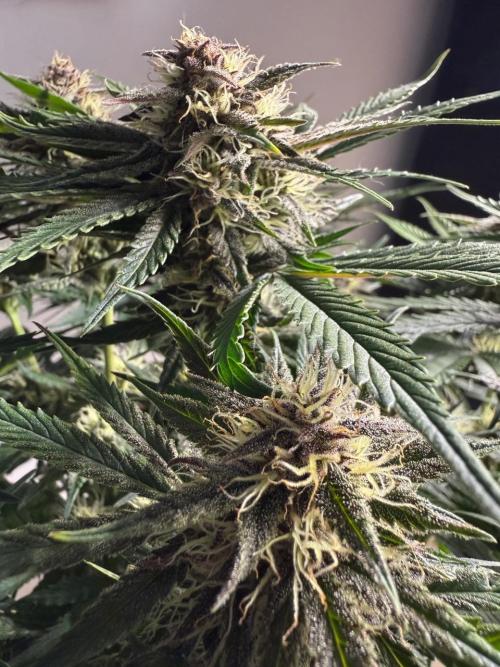 Cool Cookies. Week 9