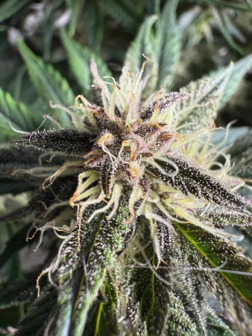 Cool Cookies. Week 9