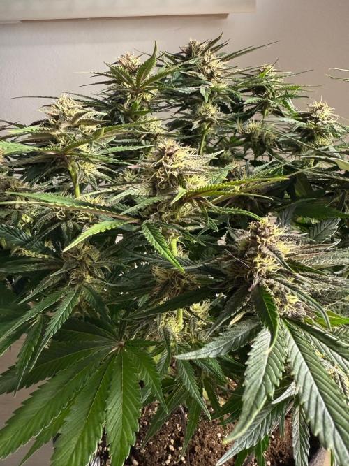 Cool Cookies. Week 9