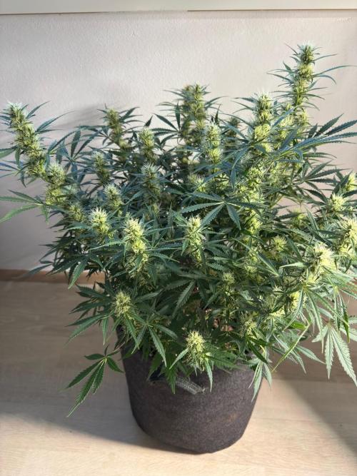 Strawberry Pie. Week 9