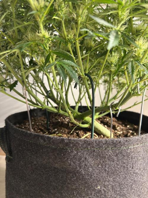 Strawberry Pie. Week 9