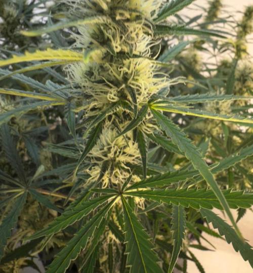 Strawberry Pie. Week 9