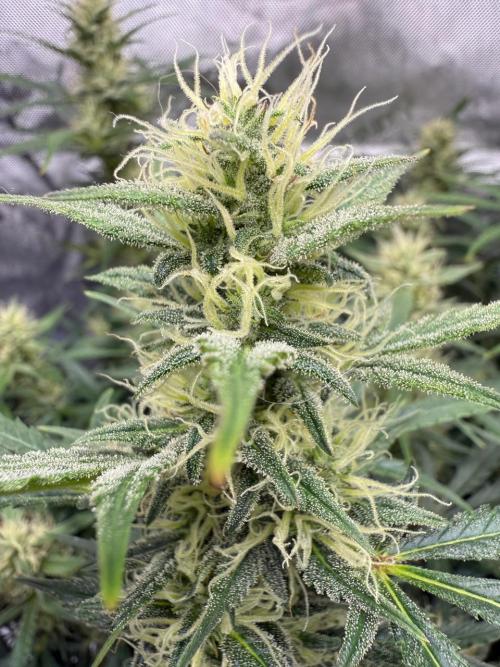 Strawberry Pie. Week 9