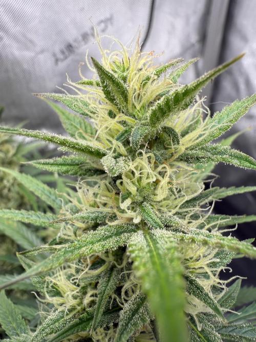 Strawberry Pie. Week 9