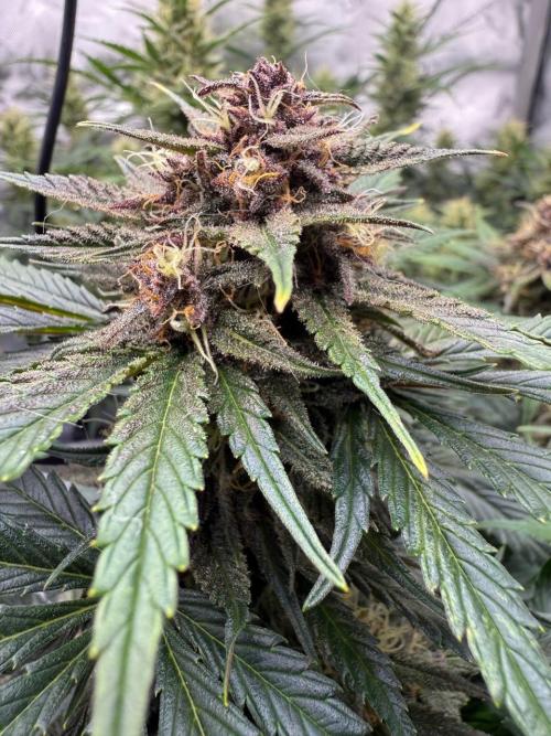 Cool Cookies. Week 10