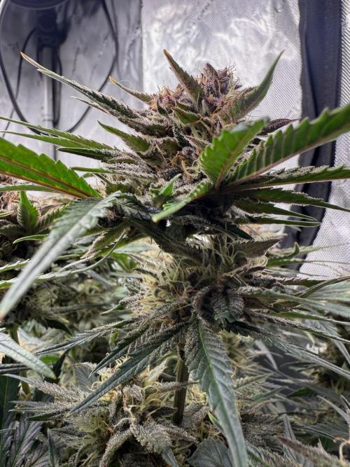 Cool Cookies. Week 10