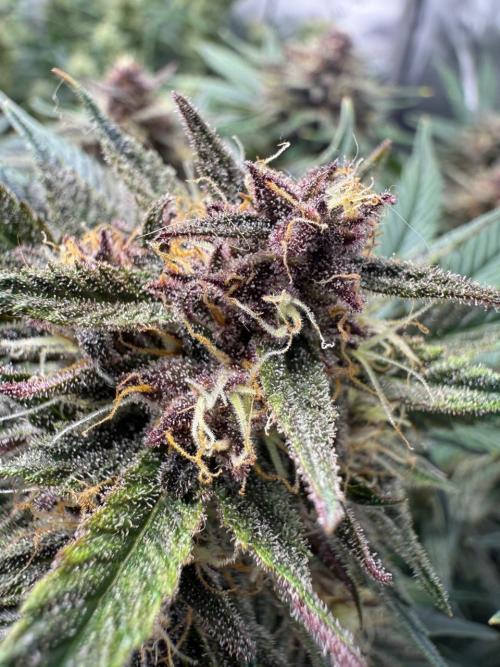 Cool Cookies. Week 10