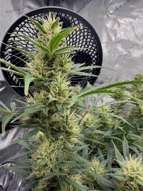 Strawberry Pie. Week 10