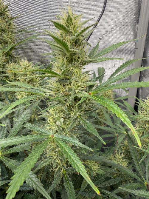 Strawberry Pie. Week 10