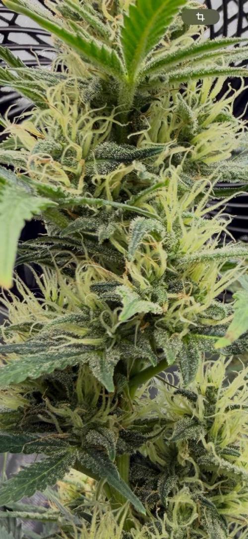 Strawberry Pie. Week 10