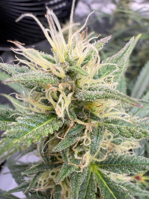 Strawberry Pie. Week 10