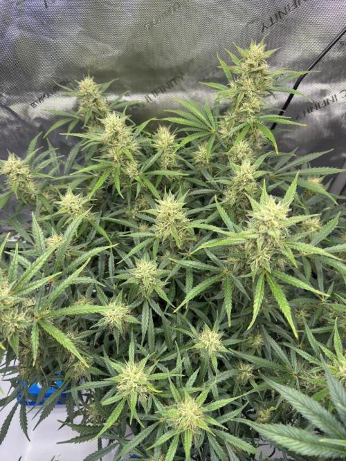 Strawberry Pie. Week 10