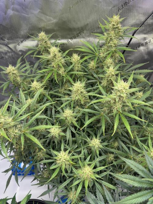 Strawberry Pie. Week 10