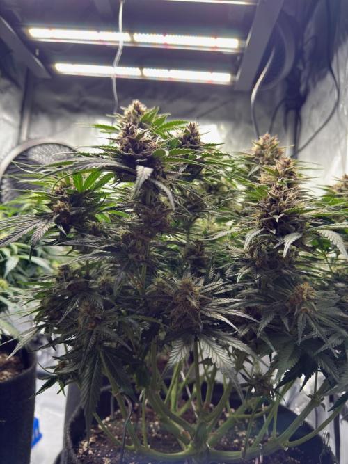 Cool Cookies. Week 10