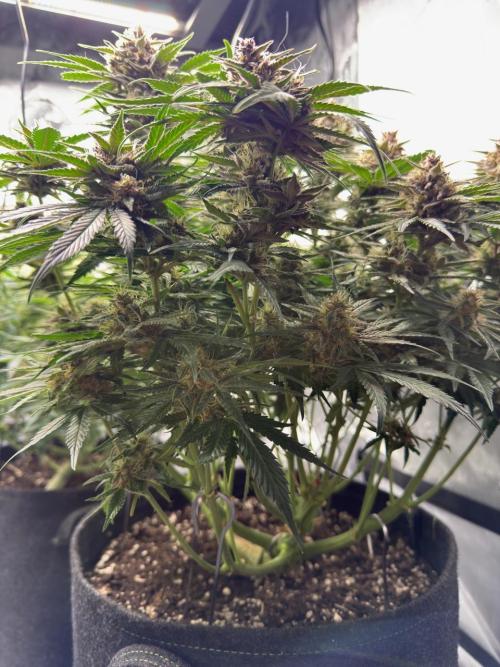 Cool Cookies. Week 10