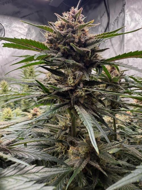 Cool Cookies. Week 10