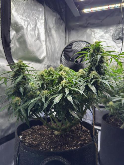 Lemoncherry. Week 10