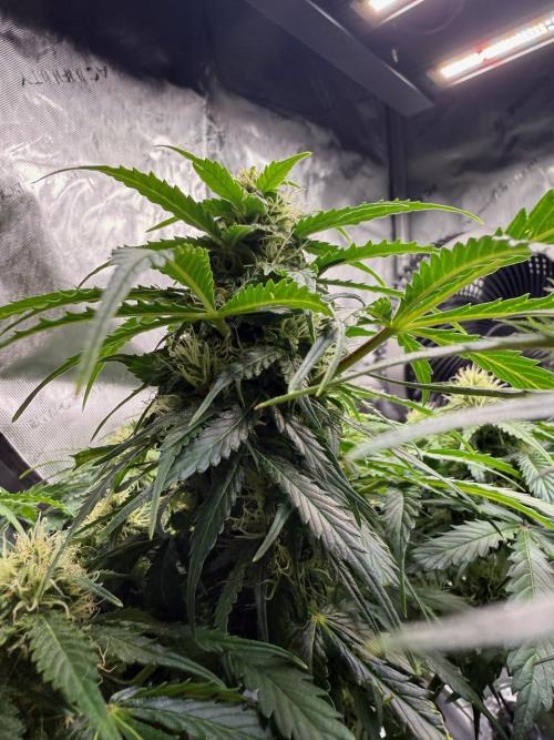 Lemoncherry. Week 10