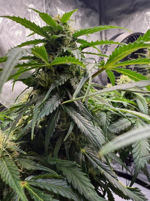 Lemoncherry. Week 10