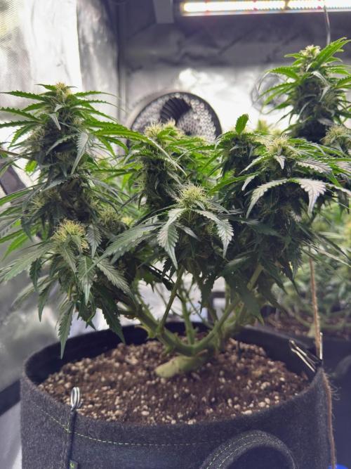 Lemoncherry. Week 10