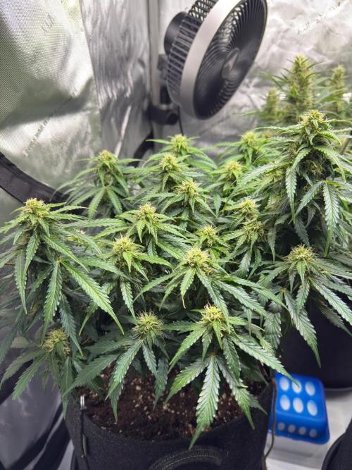 Lemoncherry. Week 10