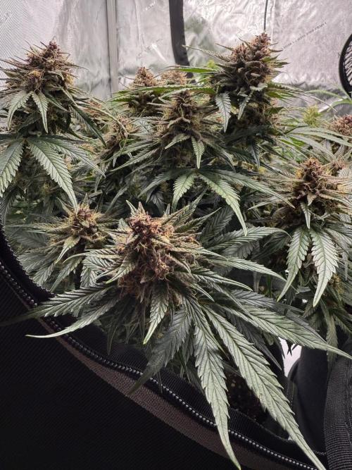 Cool Cookies. Week 10