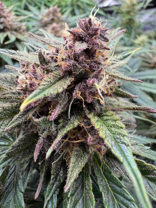 Cool Cookies. Week 10