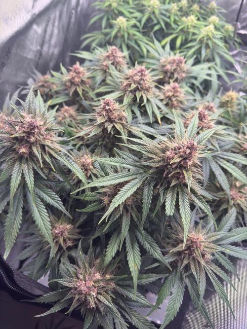 Cool Cookies. Week 10