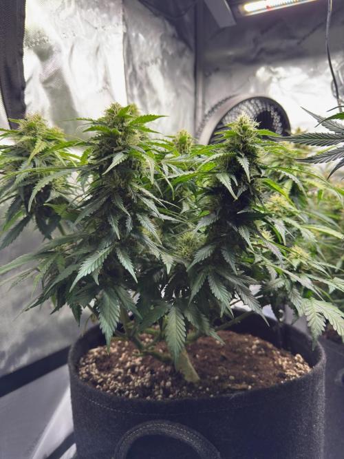 Lemoncherry. Week 11