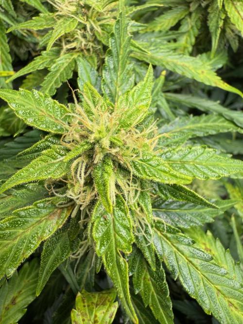 Lemoncherry. Week 11