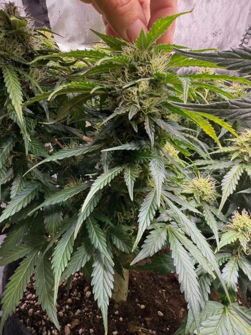 Lemoncherry. Week 11