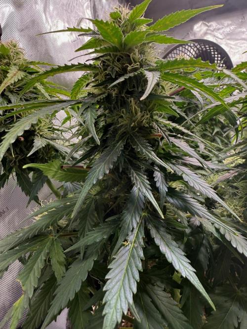 Lemoncherry. Week 11