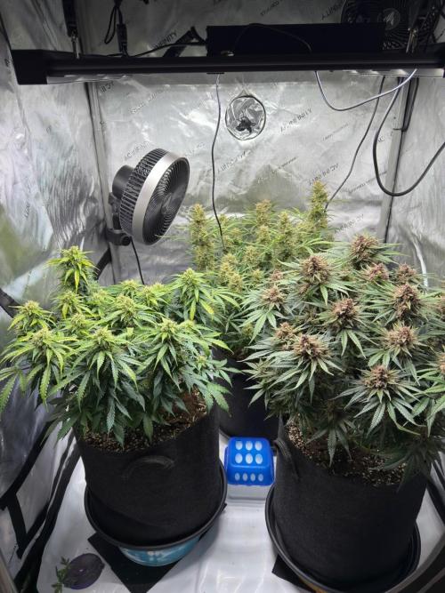 Strawberry Pie. Week 11