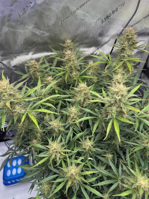 Strawberry Pie. Week 11