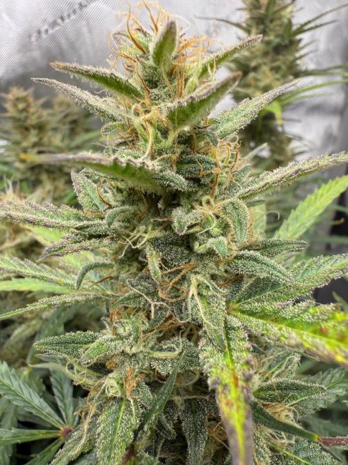 Strawberry Pie. Week 11