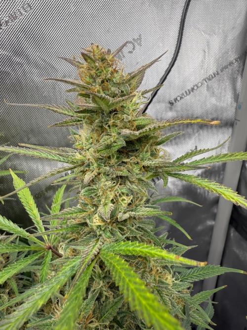 Strawberry Pie. Week 11