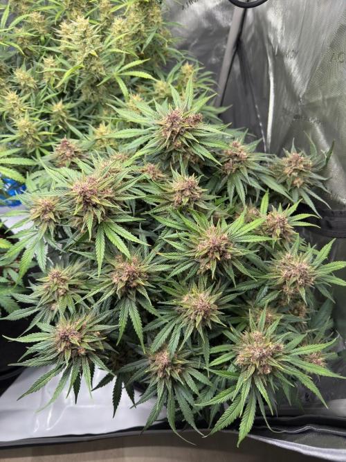 Cool Cookies. Week 11