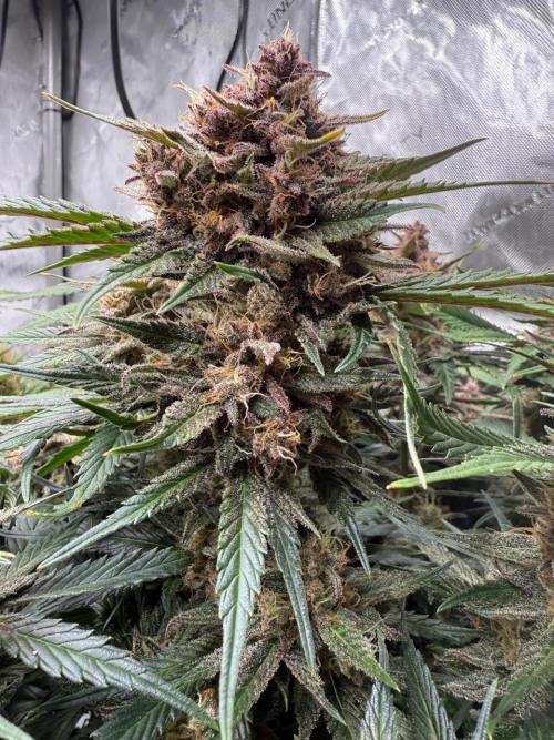 Cool Cookies. Week 11