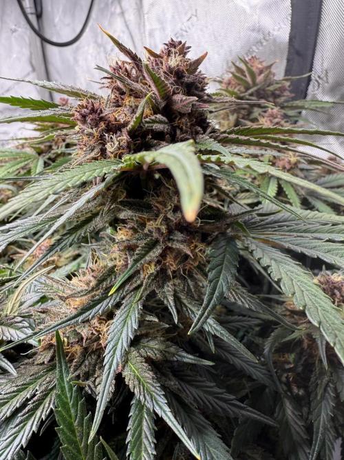 Cool Cookies. Week 11