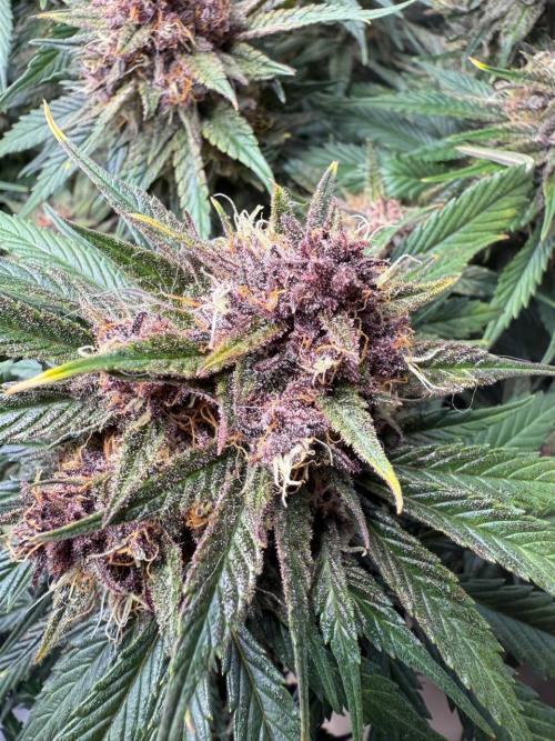 Cool Cookies. Week 11