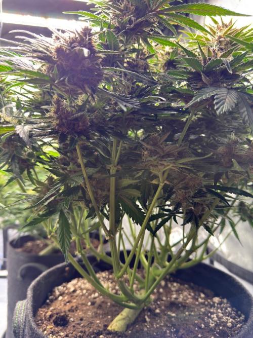 Cool Cookies. Week 11