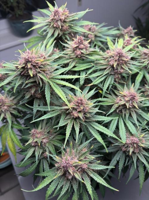 Cool Cookies. Week 12