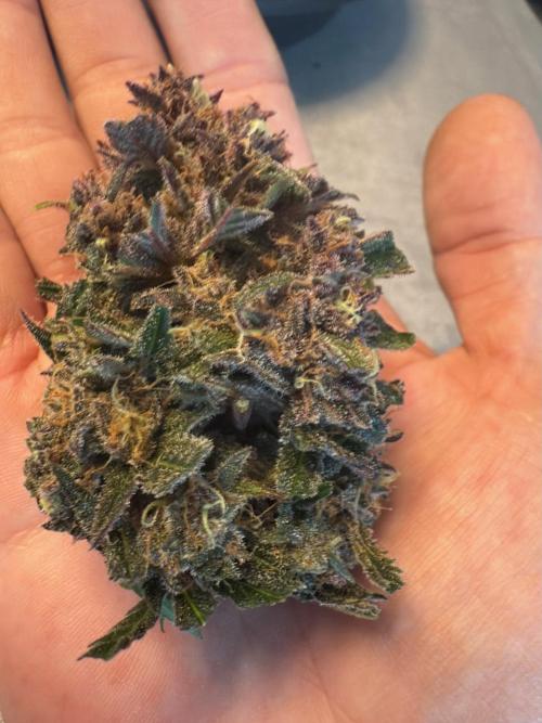 Cool Cookies. Week 12