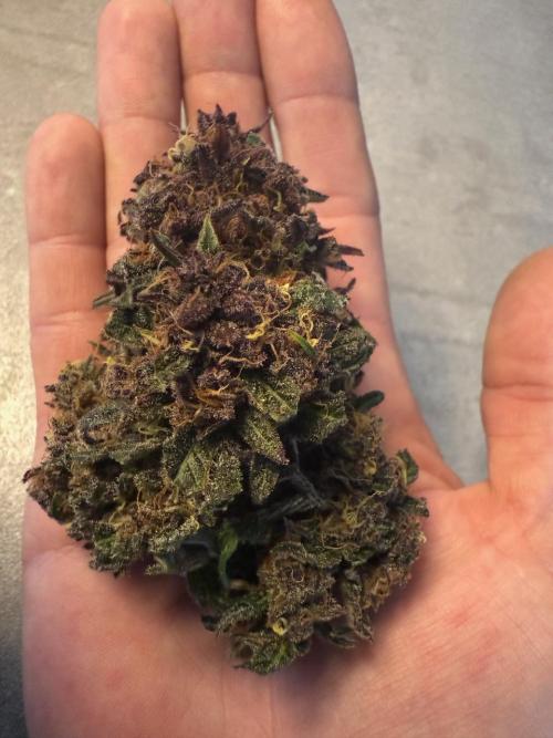 Cool Cookies. Week 12